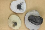 Lot: Misc Devonian Trilobites From Morocco - Pieces #138366-1